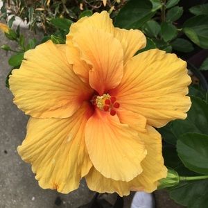 Meet your Posher, Cherie